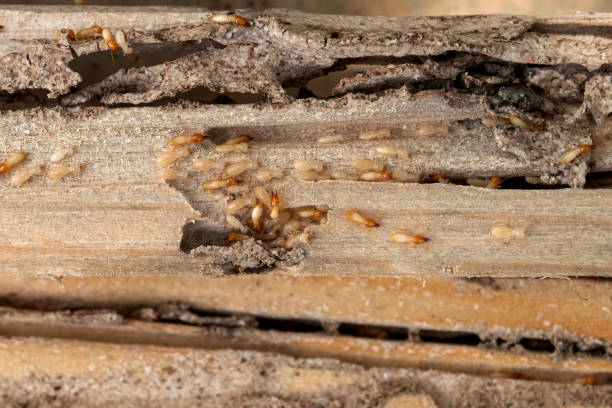 Best Insect Control  in Mount Carroll, IL